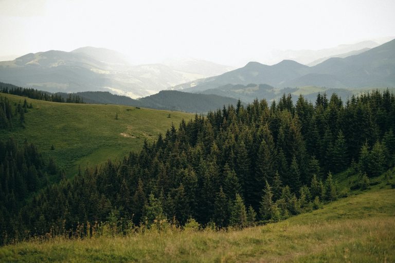 Green Trees on Green Grass Field